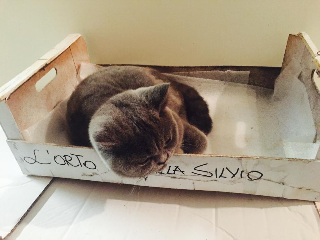 Villa Silvio Civitanova Alta 部屋 写真